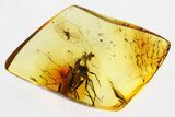 Detailed Fossil Fly (Neurigona) In Baltic Amber #300650-2